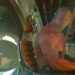 guardians of the galaxy