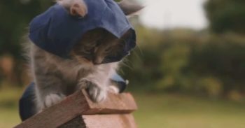 《 刺客信条 ： 大革命 》山寨影片  看萌萌的小猫当刺客