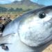 《Final Fantasy XV》PC版再出奇葩MOD！Noctis变成大鱼王子！