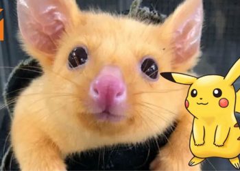 Australia出现金黄色变异小负鼠！网民为它取名Pikachu！