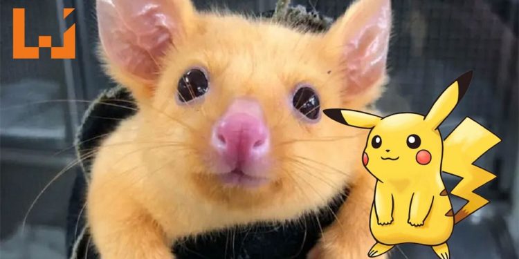 Australia出现金黄色变异小负鼠！网民为它取名Pikachu！