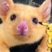 Australia出现金黄色变异小负鼠！网民为它取名Pikachu！