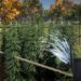《Weed Farmer Simulator》预定2月登陆Steam平台！日后可能加入多人模式，让你和朋友一起种植大麻！