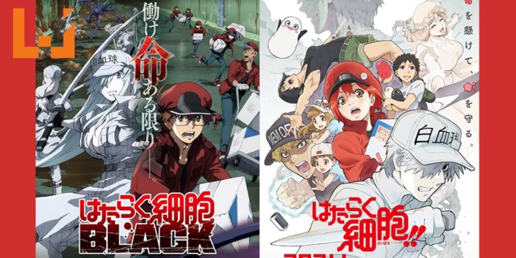《工作细胞》第二季动画宣传片公开!与正传衍生作品《工作细胞BLACK》同日开播!
