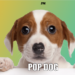 PopCat不够你玩就来玩PopDog!点击网页小游戏开始涌现,马来西亚位居第五!