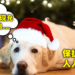 拒绝撒狗粮，现充都给我爆炸吧！献给单身狗玩家的圣诞节生存指南！