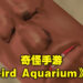 奇怪手游《Weird Aquarium》试玩!画风诡异魔性,但却能让人停不下来!