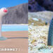 这不就是花园鳗？《宝可梦 朱&紫》新宝可梦「海地鼠」出现各种迷因！