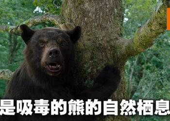 《Cocaine Bear》影评！吸毒的黑熊的无双之路！