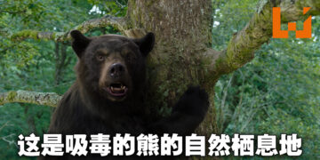 《Cocaine Bear》影评！吸毒的黑熊的无双之路！