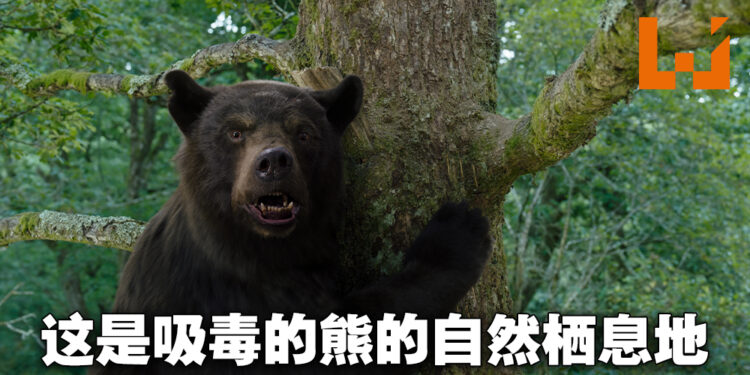 《Cocaine Bear》影评！吸毒的黑熊的无双之路！