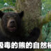 《Cocaine Bear》影评！吸毒的黑熊的无双之路！