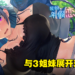 成人游戏开发商qureate恋爱新作《我的年假恋爱物语》宣传影片公开！这个5月与三姐妹展开恋情吧！