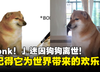 「Bonk！」迷因狗狗离世！主人：请记得它为这个世界带来的欢乐！