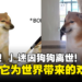 「Bonk！」迷因狗狗离世！主人：请记得它为这个世界带来的欢乐！
