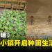 模拟人生类游戏《风和日暖》，种田畜牧开无人机样样来的缝合怪游戏！