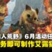 《怪物猎人:荒野》6月活动任务内容一览:新增艾露猫头套,可爱爆击!