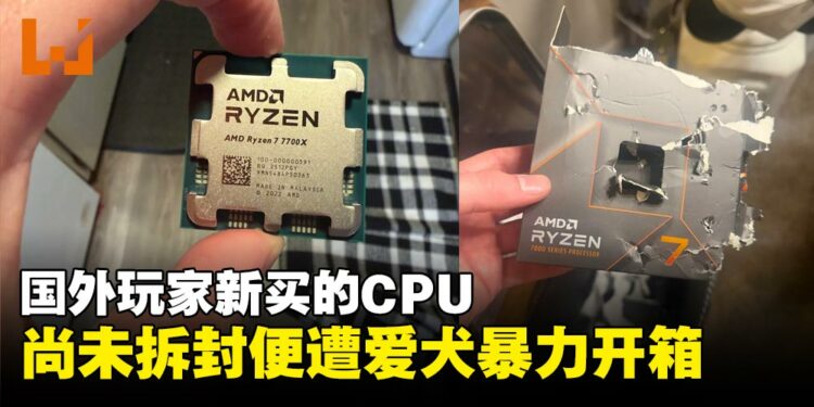 国外玩家新买的AMD Ryzen 7 7700X尚未拆封便遭爱犬暴力开箱
