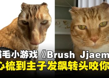韩国梳猫毛网页游戏《Brush Jjaemu》爆红，为什么让网友玩到停不下来？