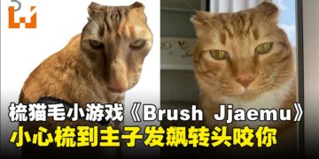 韩国梳猫毛网页游戏《Brush Jjaemu》爆红，为什么让网友玩到停不下来？