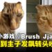 韩国梳猫毛网页游戏《Brush Jjaemu》爆红,为什么让网友玩到停不下来?