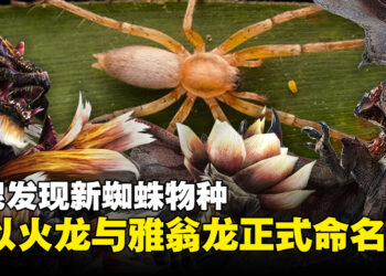 印尼发现新蜘蛛物种，竟以《怪物猎人》火龙与雅翁龙命名