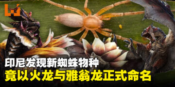 印尼发现新蜘蛛物种，竟以《怪物猎人》火龙与雅翁龙命名