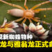 印尼发现新蜘蛛物种，竟以《怪物猎人》火龙与雅翁龙命名