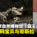 暴龙兽也是龙!北京国家自然博物馆「霸王龙特展」惊现数码宝贝与哥斯拉