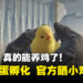 《CS2》真的能养鸡了!首批鸡蛋陆续孵化,官方晒出摸小鸡动画
